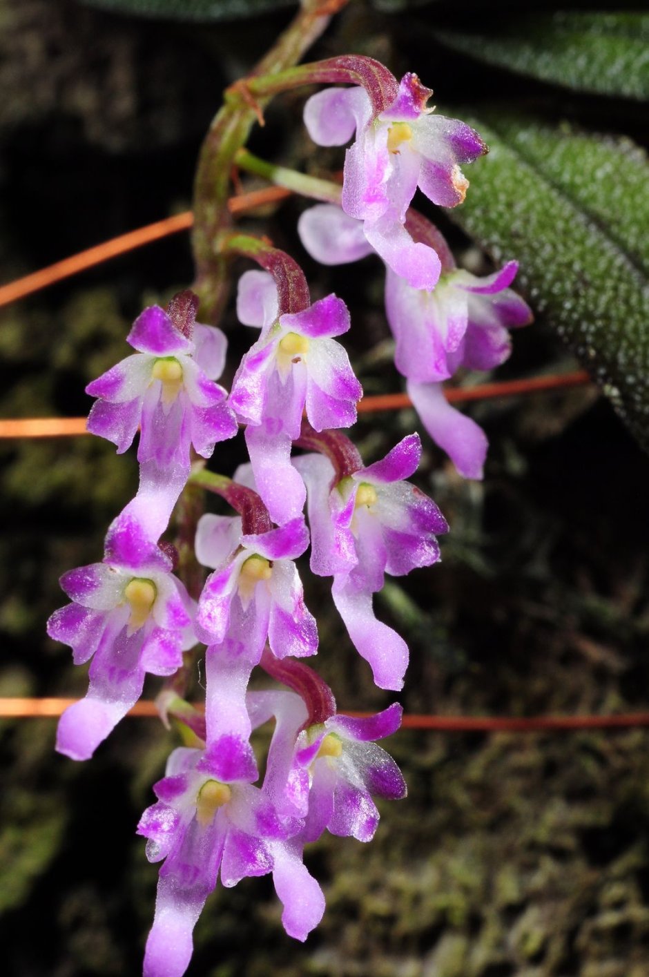 Орхидея Schoenorchis