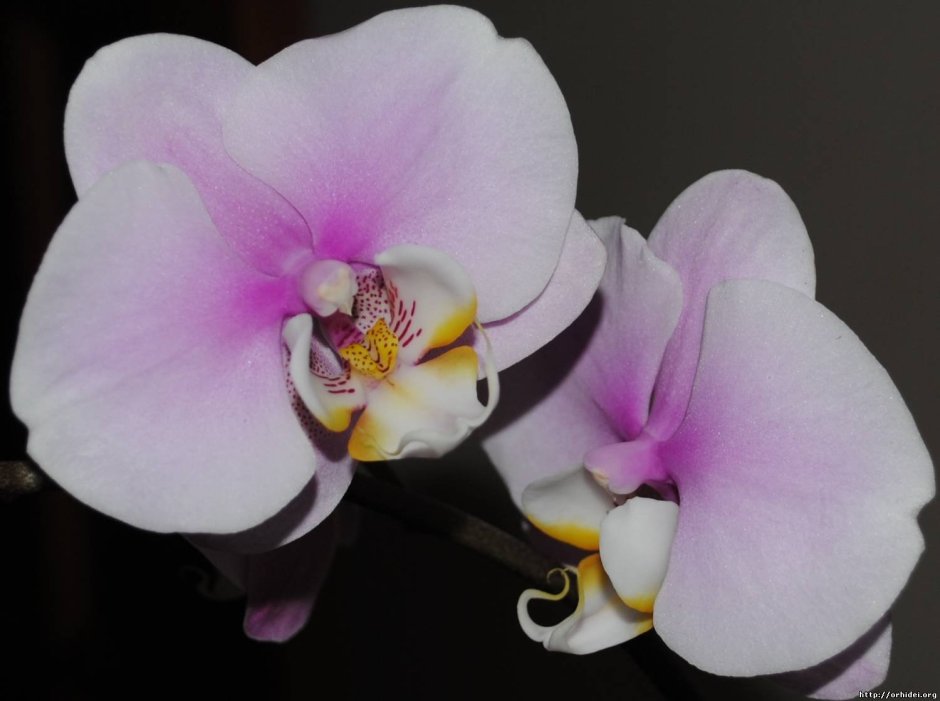 Орхидея Maki watanabe