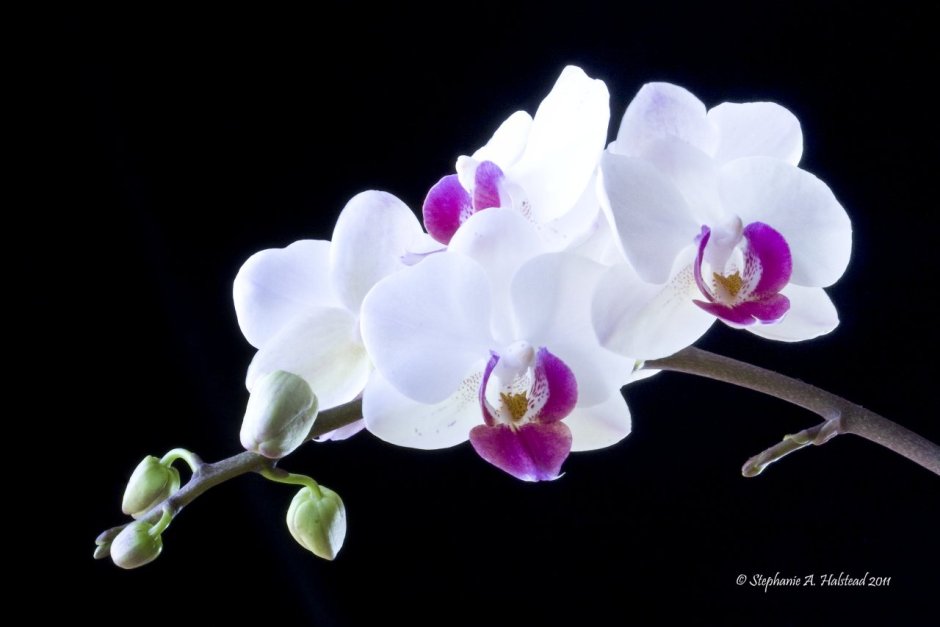Орхидея фаленопсис в горшке