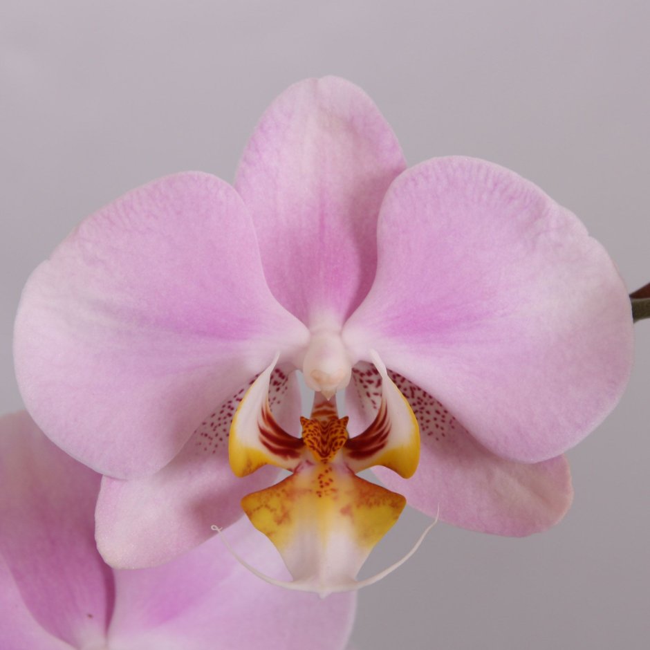 Dendrobium forbesii