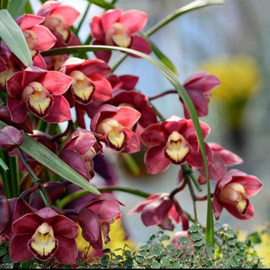 Орхидея Pico Sweetheart