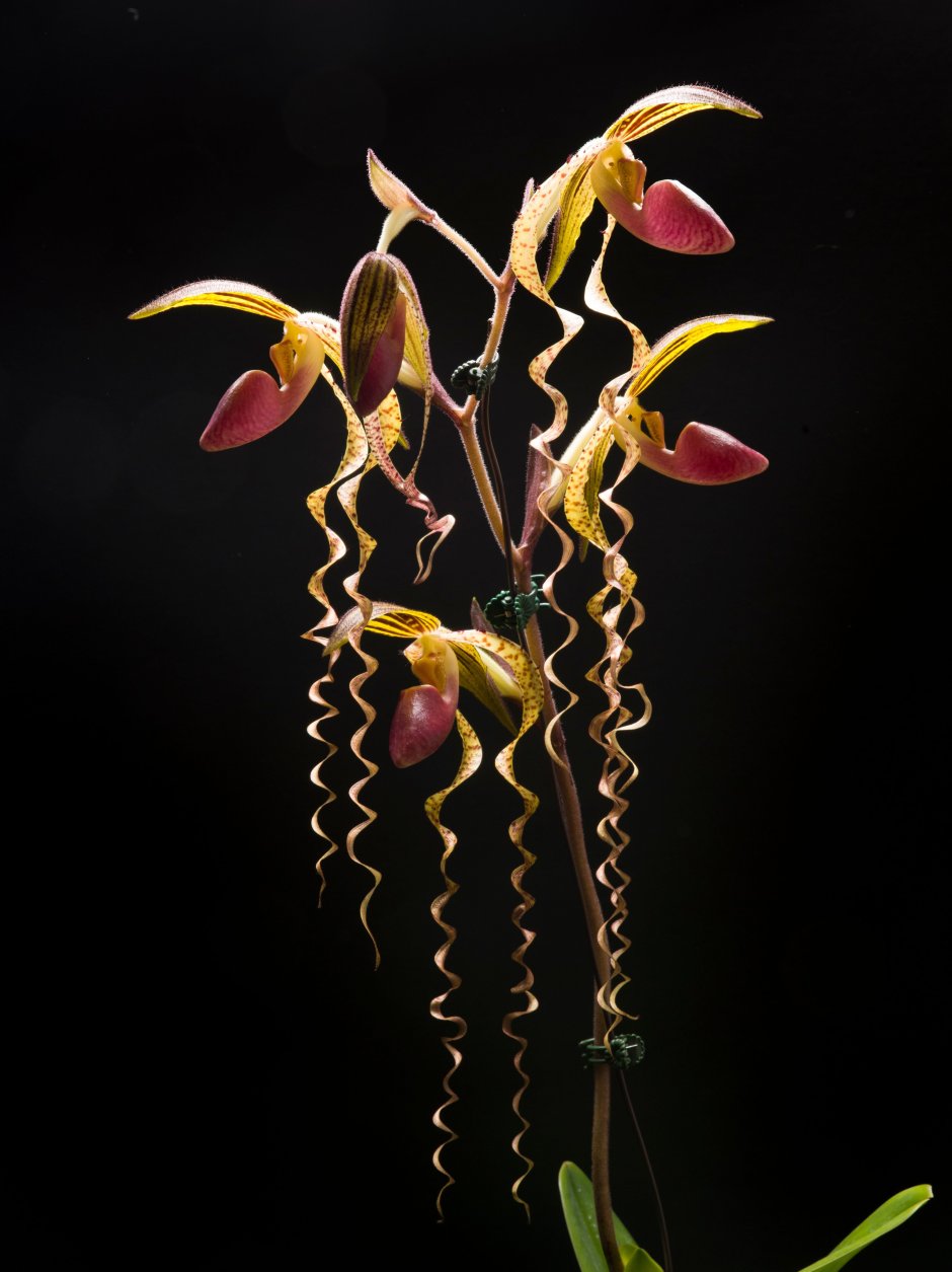 Paphiopedilum chiu Hua Dancer