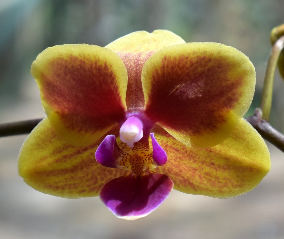 Phalaenopsis гибриды