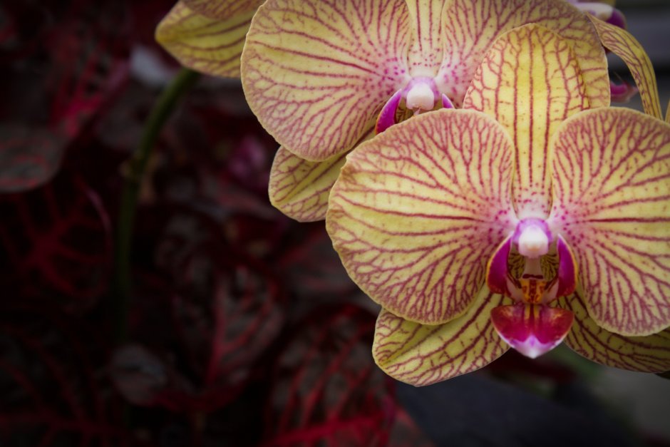 Орхидея кирпичного цвета