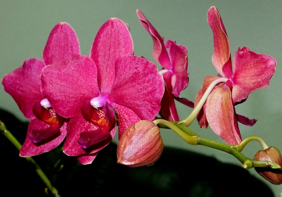 Орхидея Phalaenopsis Destiny