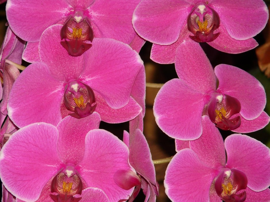 Орхидея Phalaenopsis Cobrion