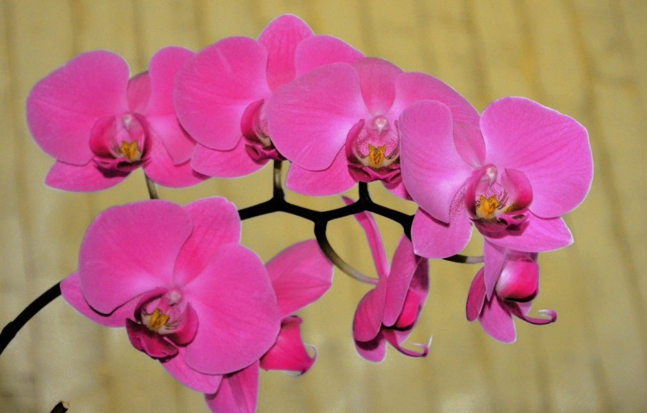 Фаленопсис Юкка Орхидея