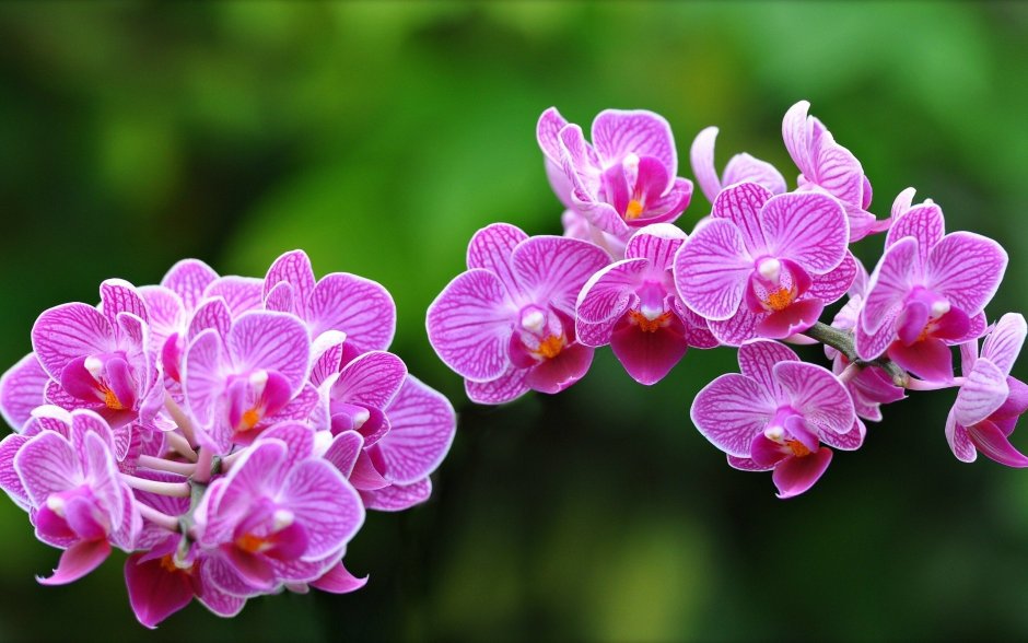 Заставка на рабочий стол орхидеи