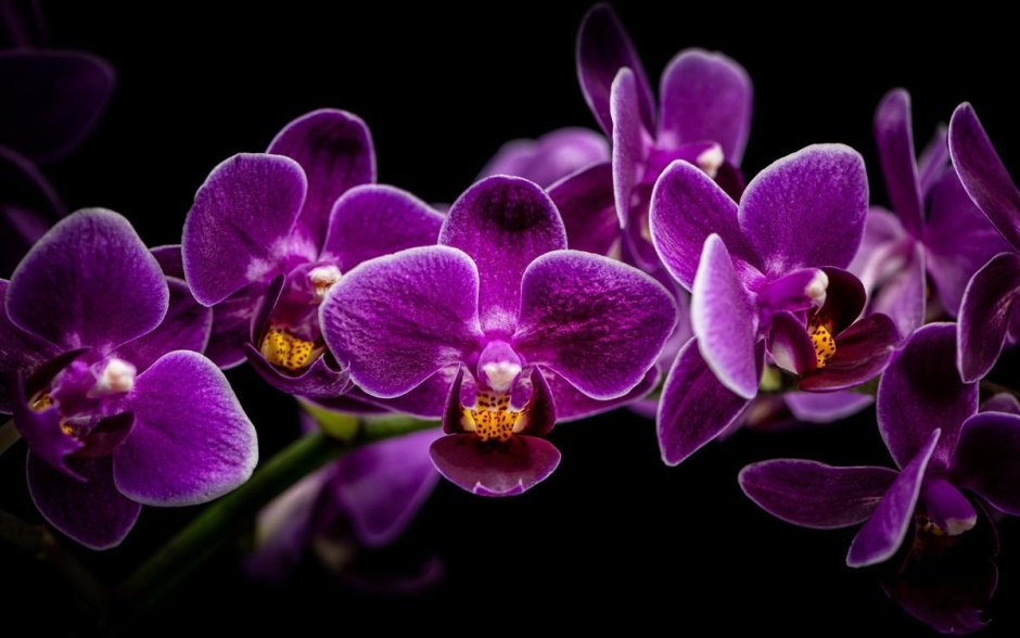 Орхидея фиолетовая Королева