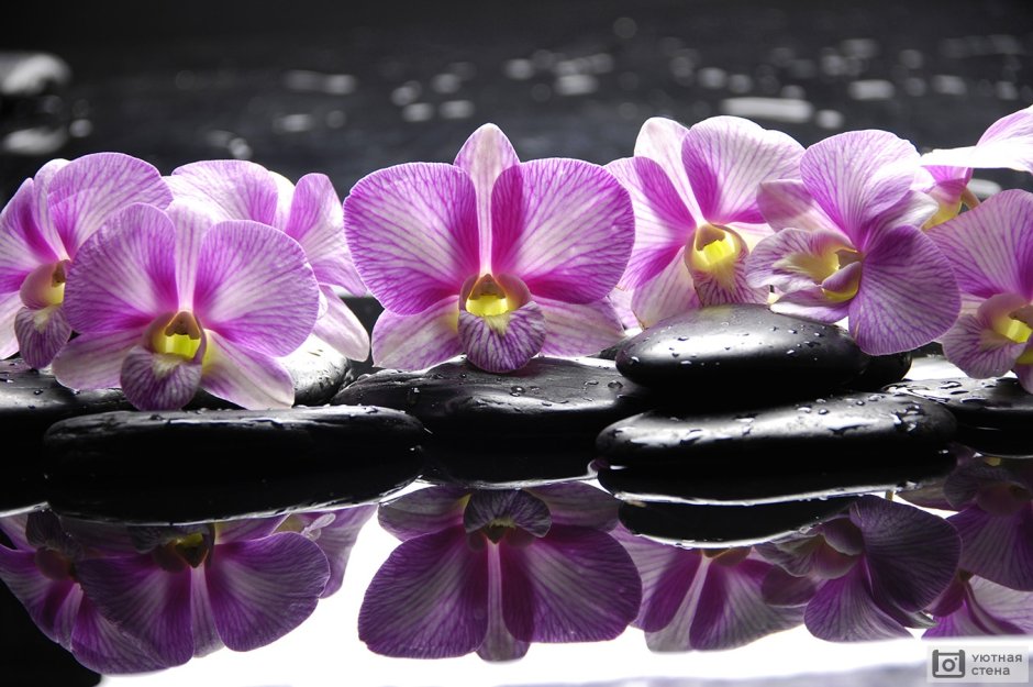Орхидеи на черных камнях