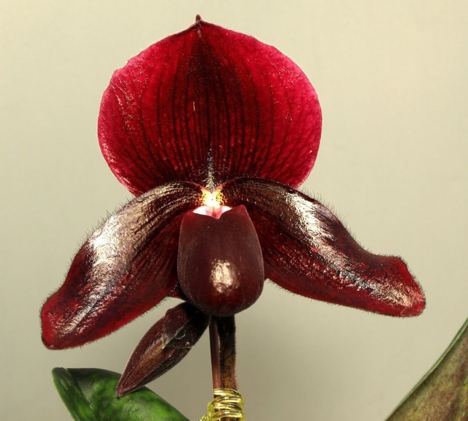 Орхидея Paphiopedilum виниколор