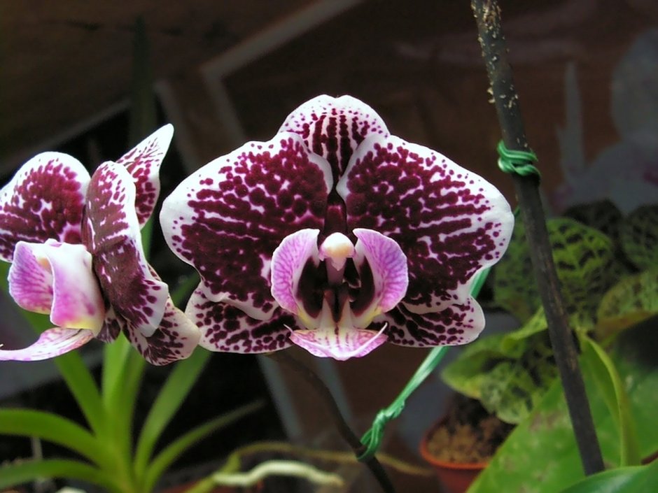 Орхидея Цимбидиум сиреневая