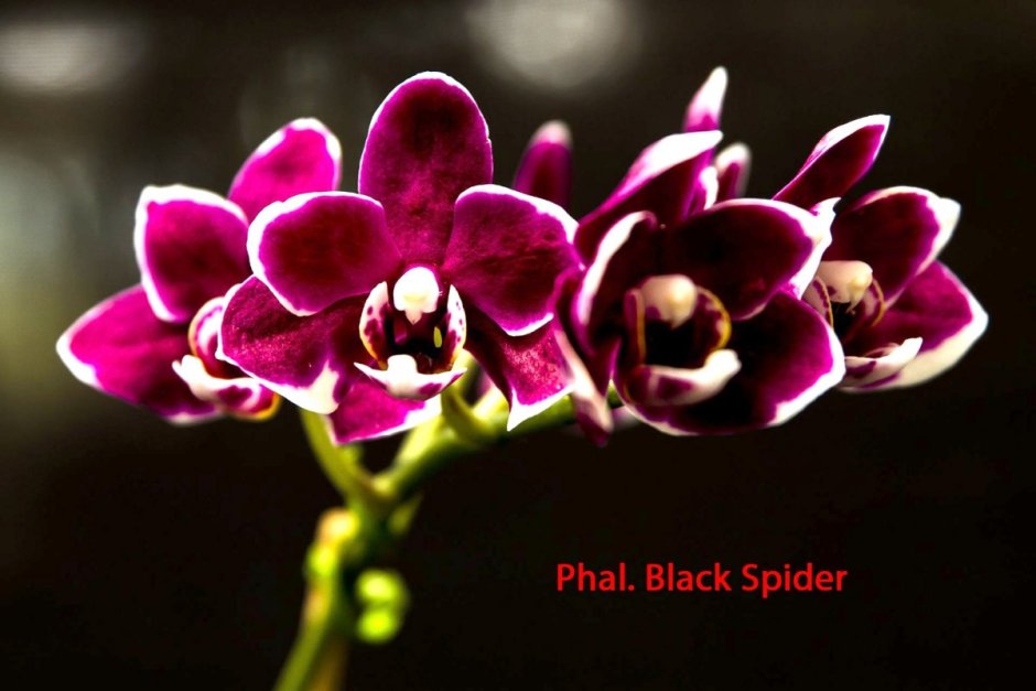 Орхидея Black Jack