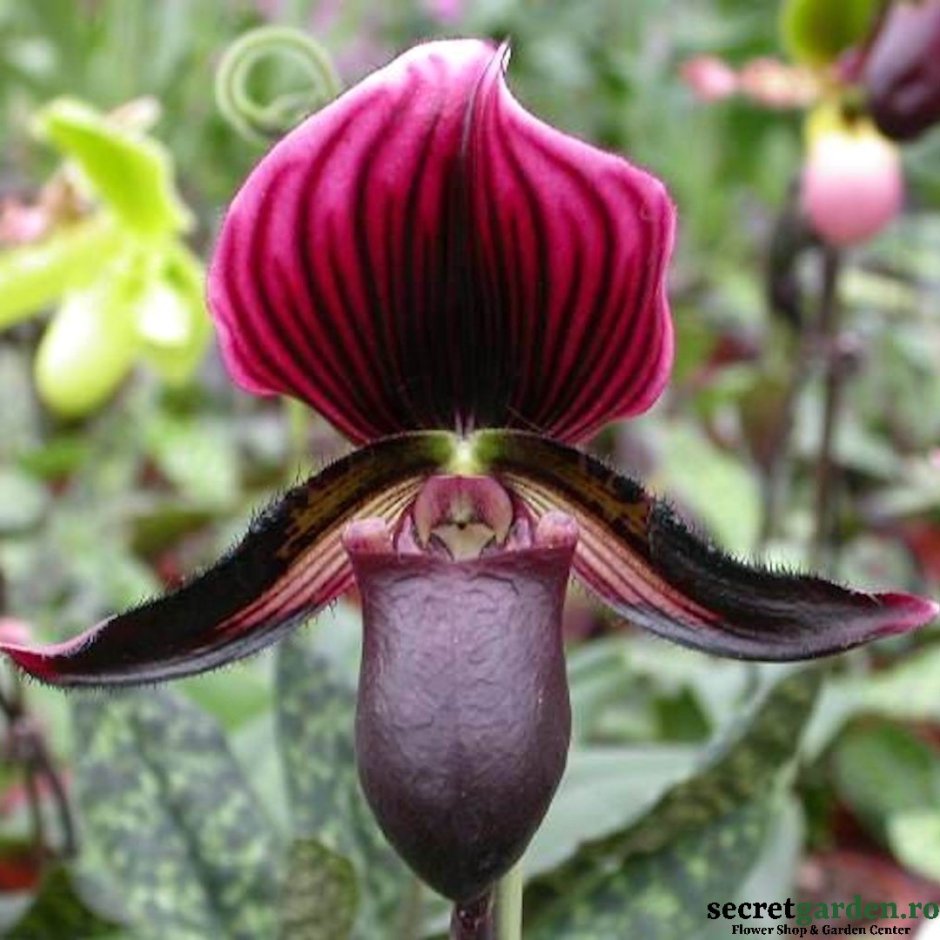 Черная Жемчужина Орхидея фаленопсис