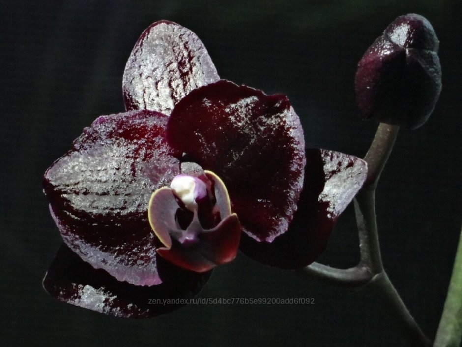 Орхидея Black Pearl черная Жемчужина