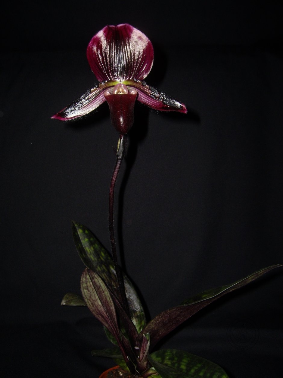 Белая Орхидея на черном фоне