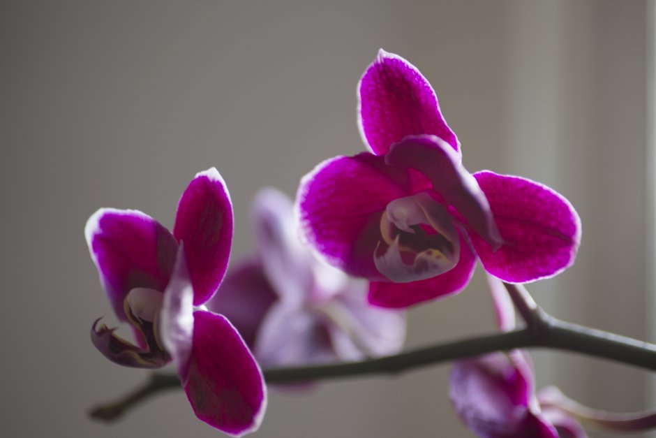 Орхидея морозная вишня