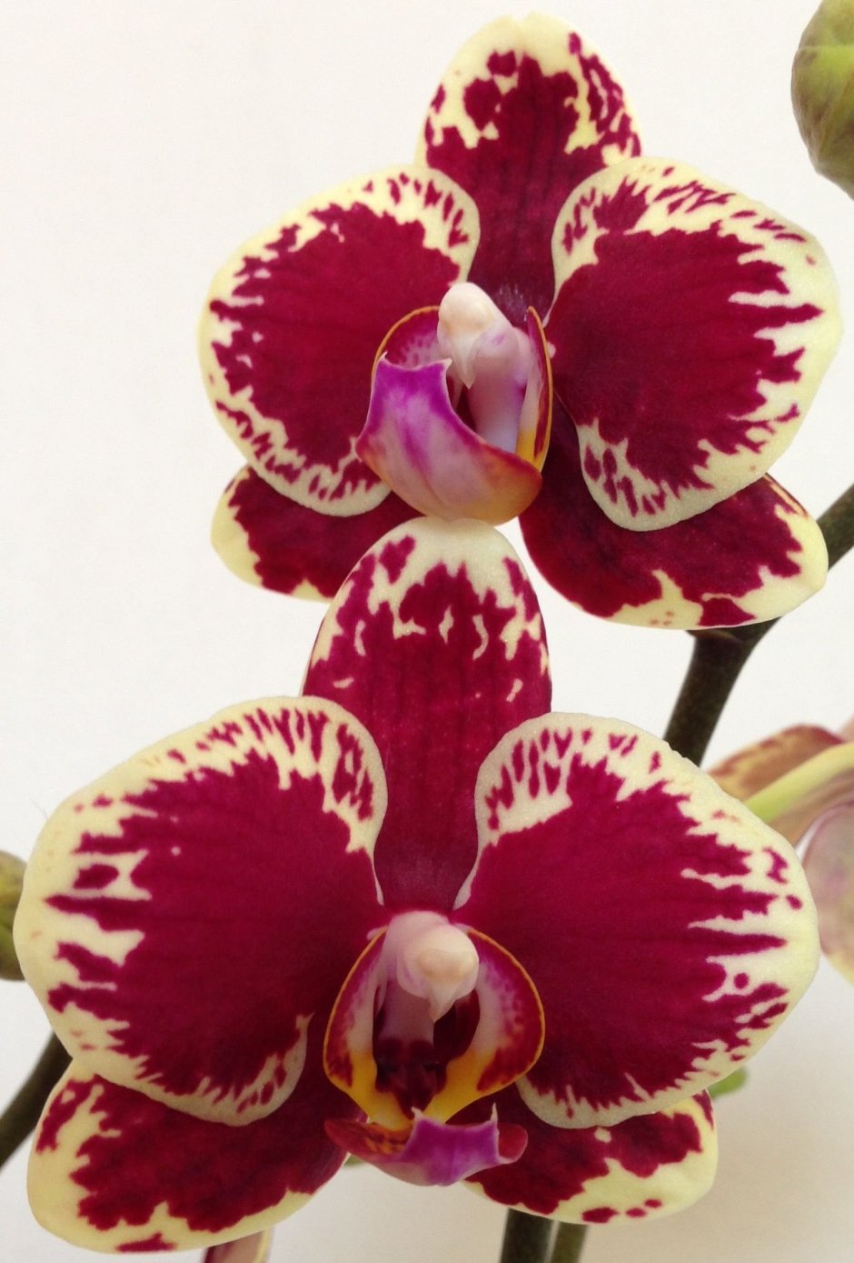 Орхидея фаленопсис Пикассо