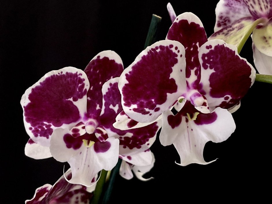 Орхидея фаленопсис Аля «морозная»