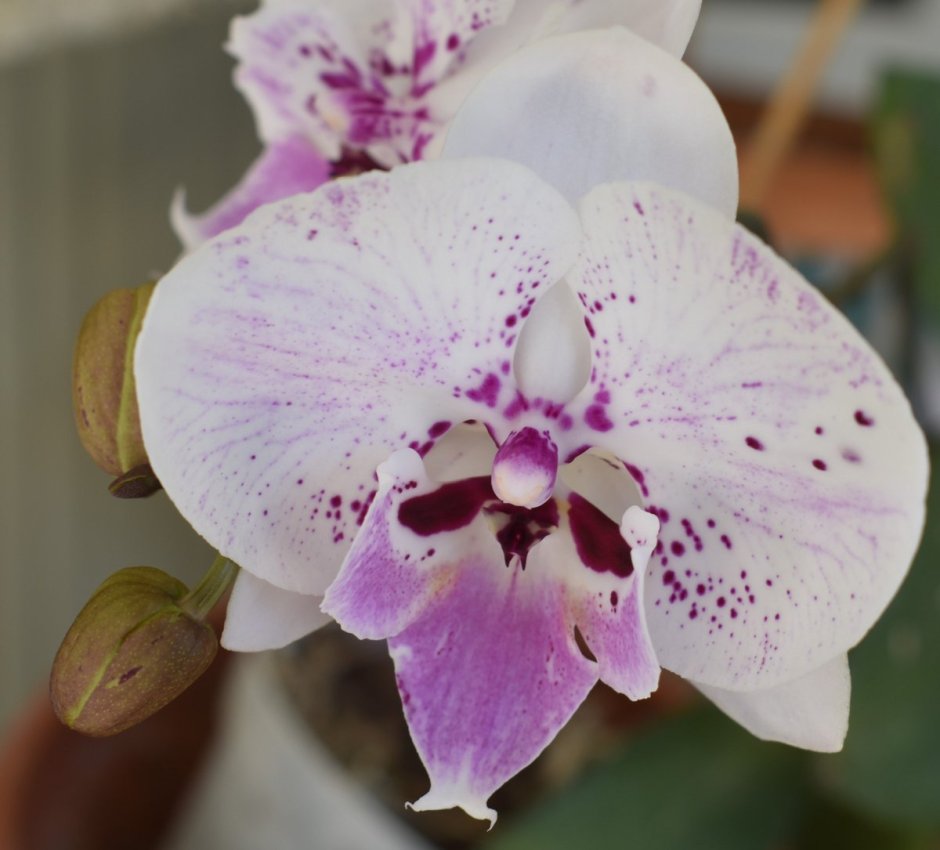 Орхидея в горшке HD