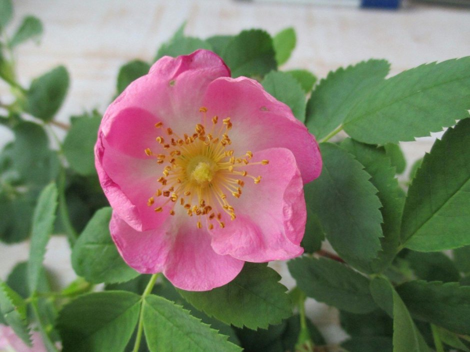 Rosa Canina Flower