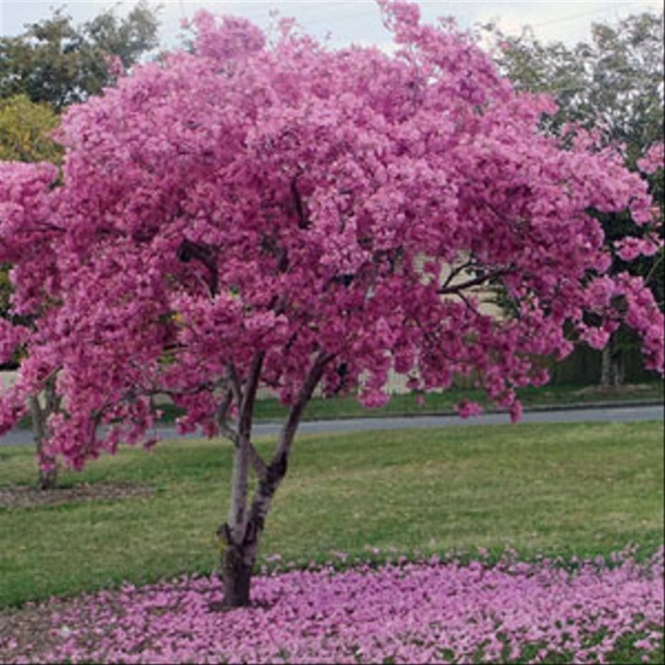 Дерево с розовыми цветочками