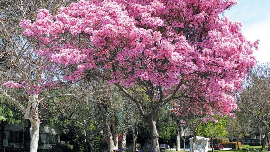 Дерево с розовыми цветами название