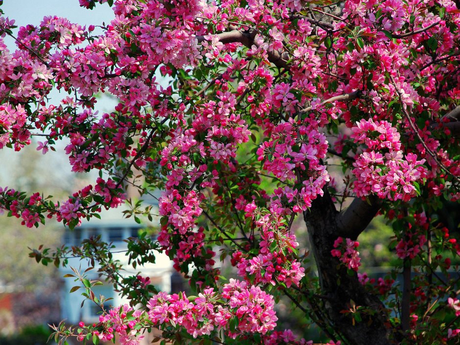 Дерево с розовыми цветами