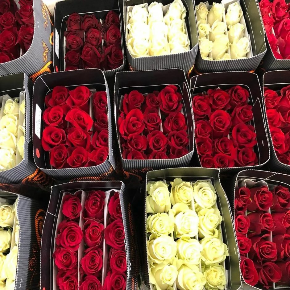 Плантации роз в Эквадоре