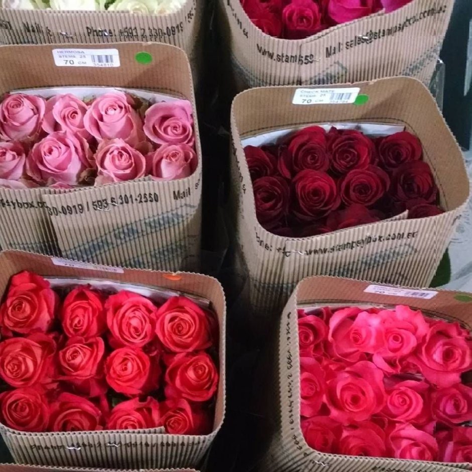 Цветочная база розы