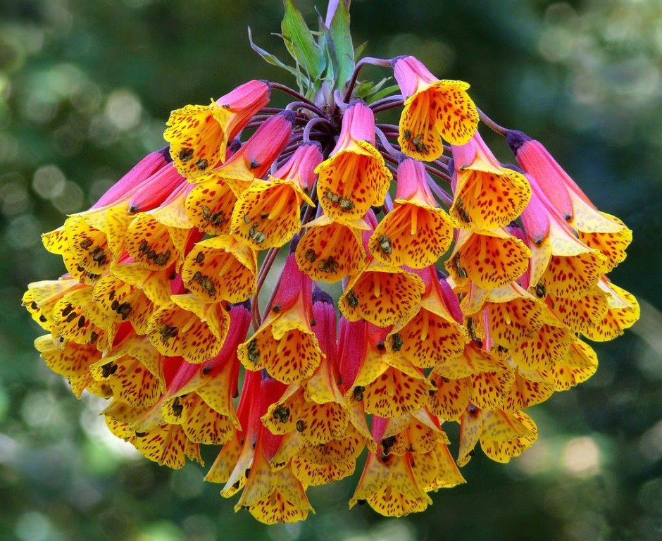 Цветы Лиана Бомарея