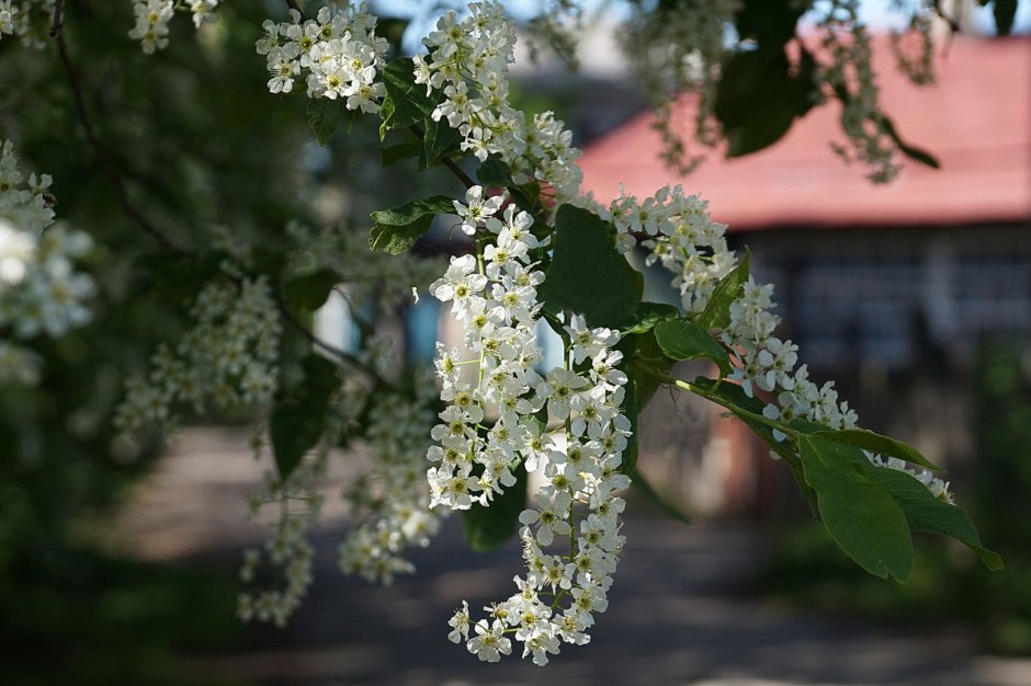 Черёмуха пенсильванская