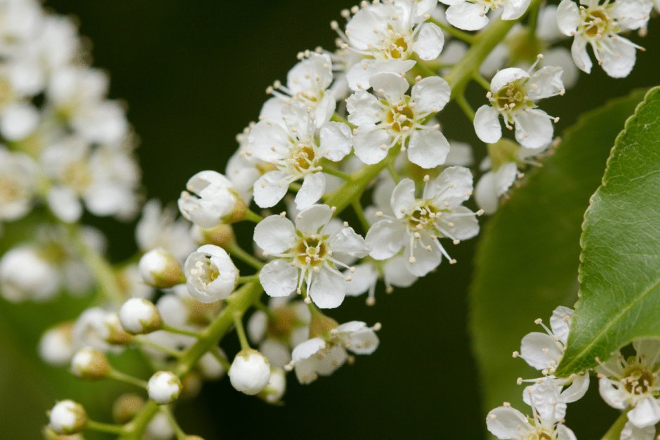 Черемуха виргинская Prunus virginiana