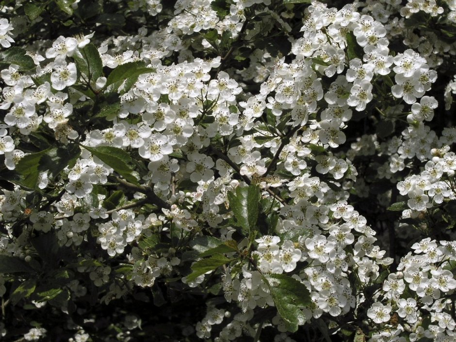 Кустарник с мелкими белыми цветочками