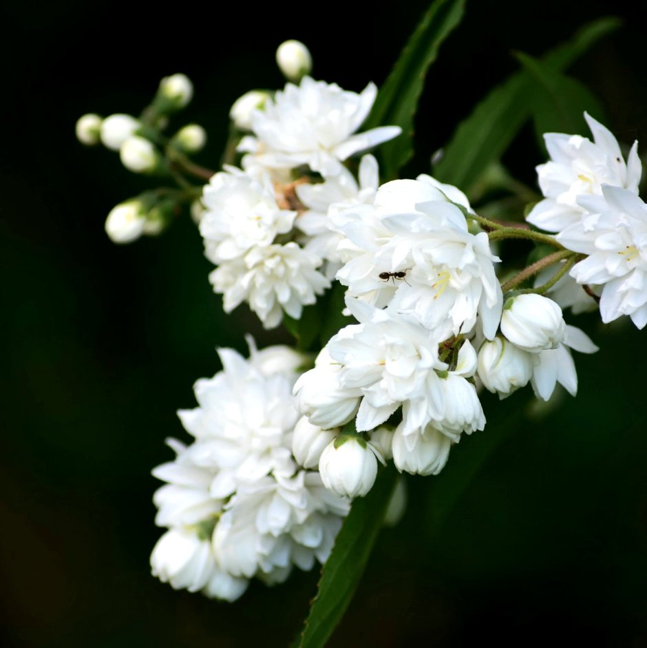 Кустарник с белыми цветами цветет весной
