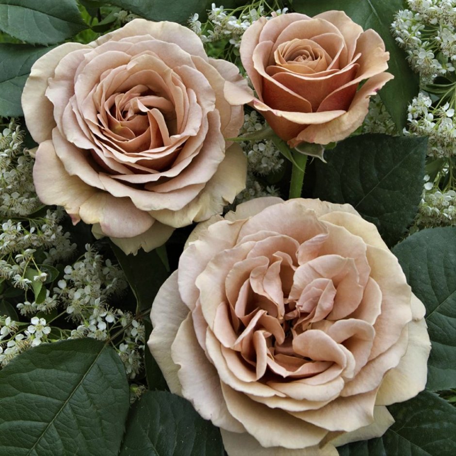 Mokarosa ® (FRYWITTY)роза