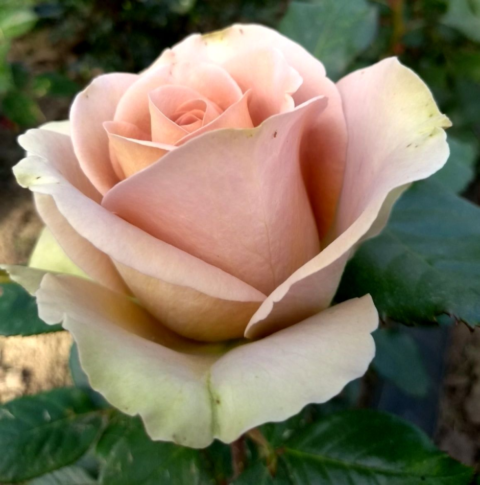 Роза флорибунда Пти Трианон
