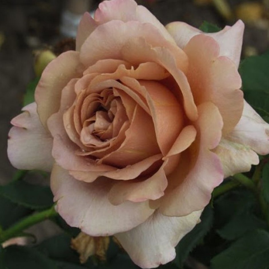 Мокароза Mokarosa роза