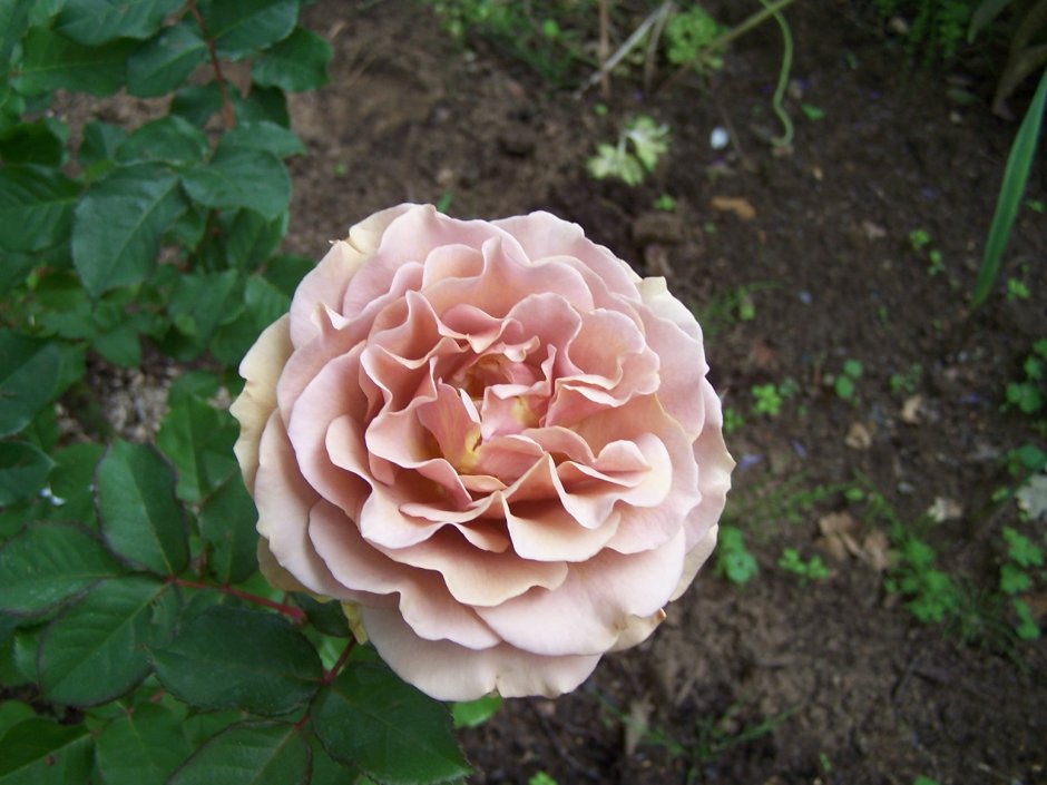 Пионовидная роза капучино