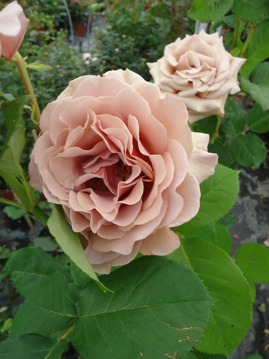Роза Коко Мокароза