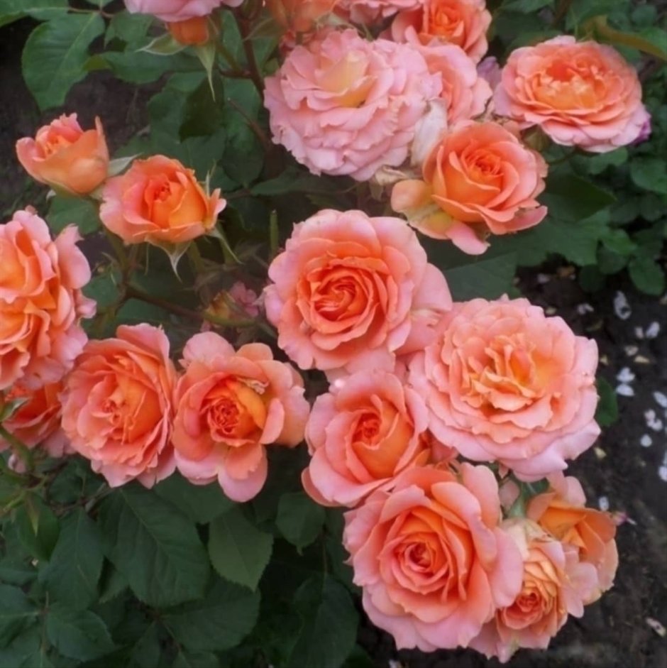 Серо розовые розы