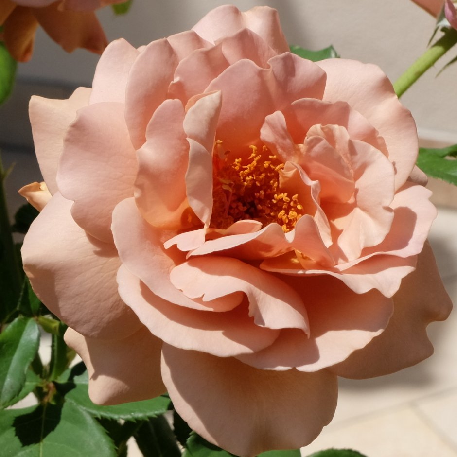 Роза флорибунда Коко Локо