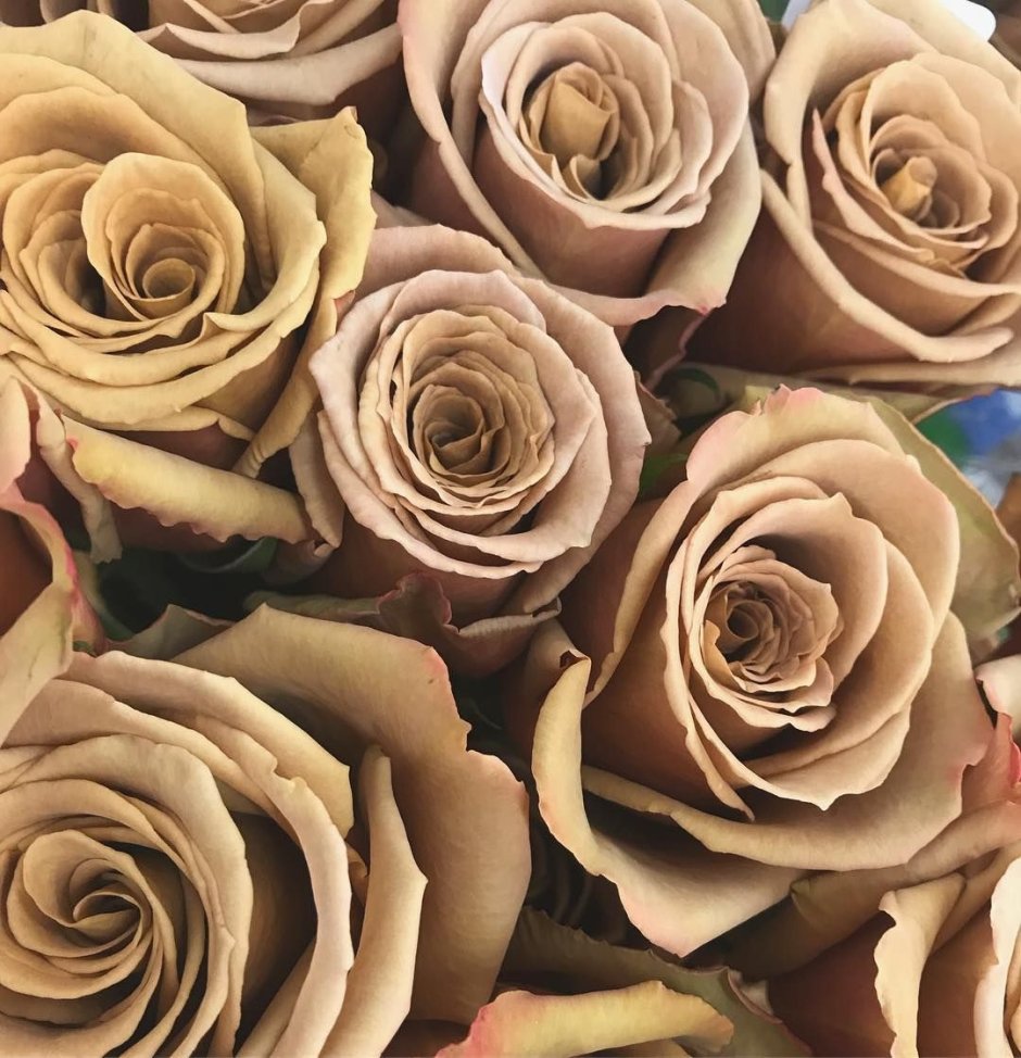 Как красиво снять себя на телефон для Инстаграм розы в вазе