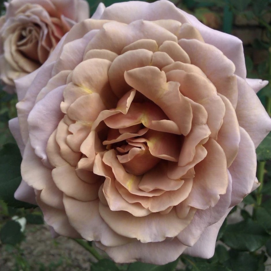 Макароса роза описание