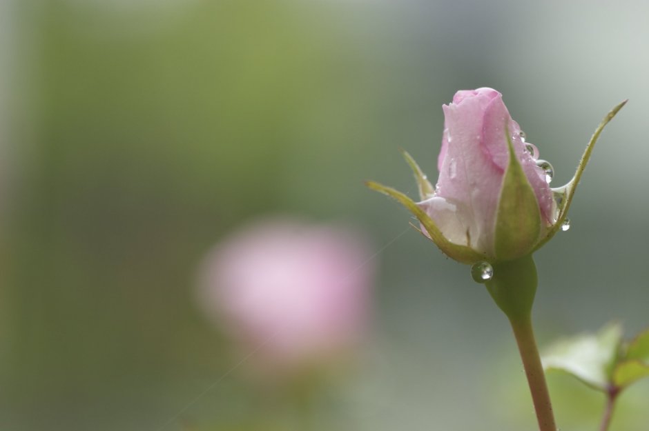 Роза розовая с зеленой рубашкой