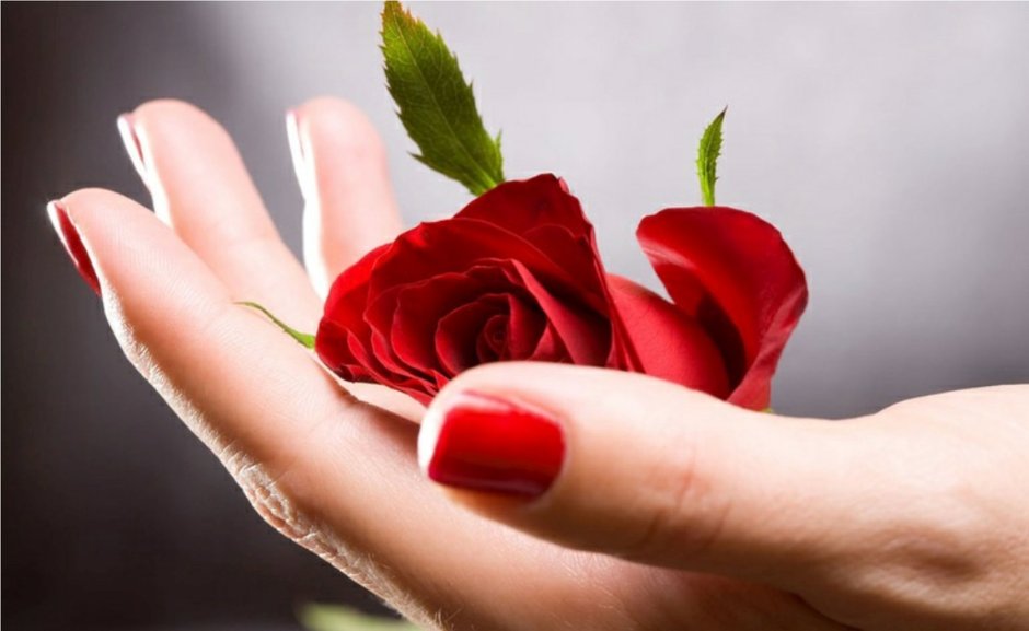Красная роза в руке