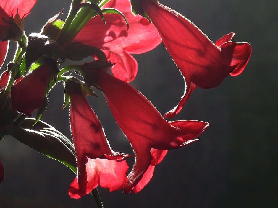 Растение с красными цветами колокольчиками