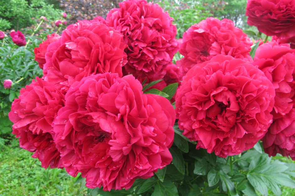 Срезочные розы Дэвида Остина