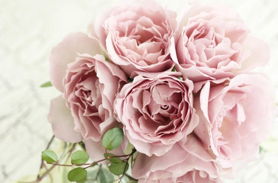 Пионы голландские розовые