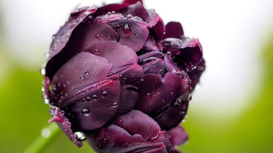 Пионовидный тюльпан темно фиолетовый